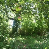 Zašto je važno orezivati ​​stare jabuke?